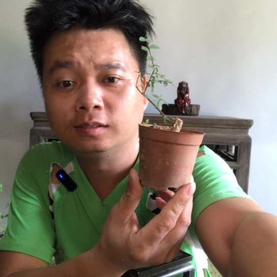 无花朵盆景盆栽植物