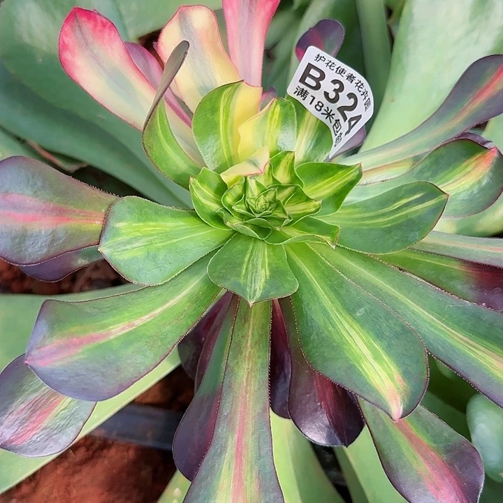 多肉法师炫彩duoduo