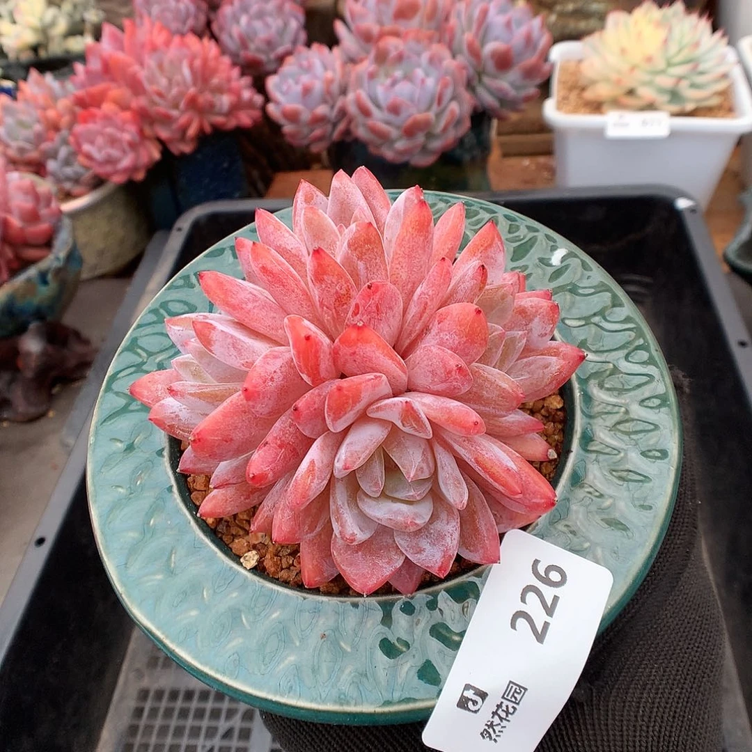 226雪天使多肉植物66666