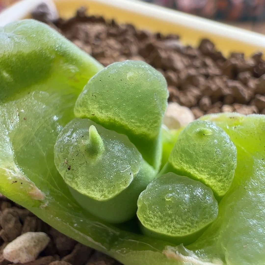 797。青蛙种源2151恶魔角母本