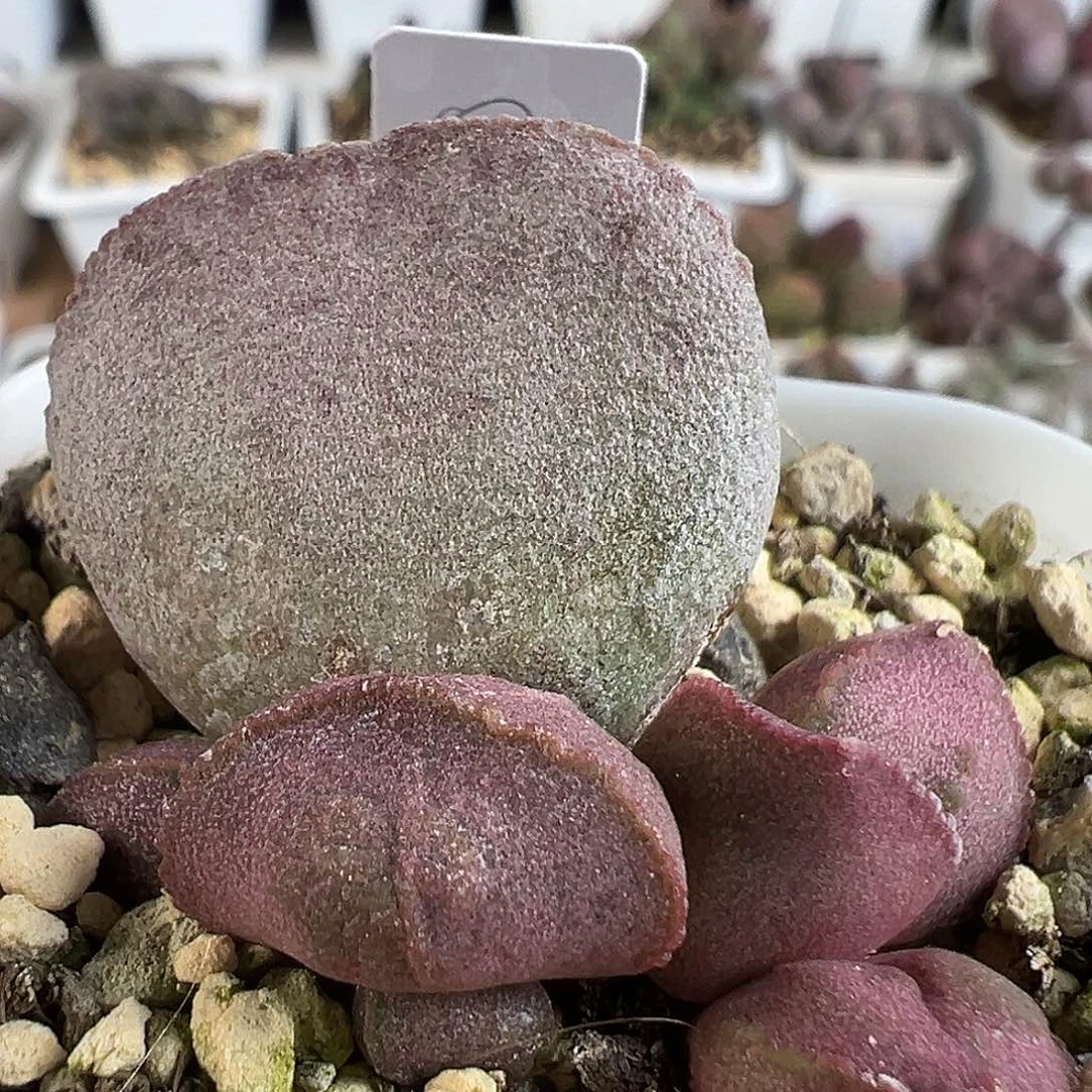 首单开播福利多肉水泡植物