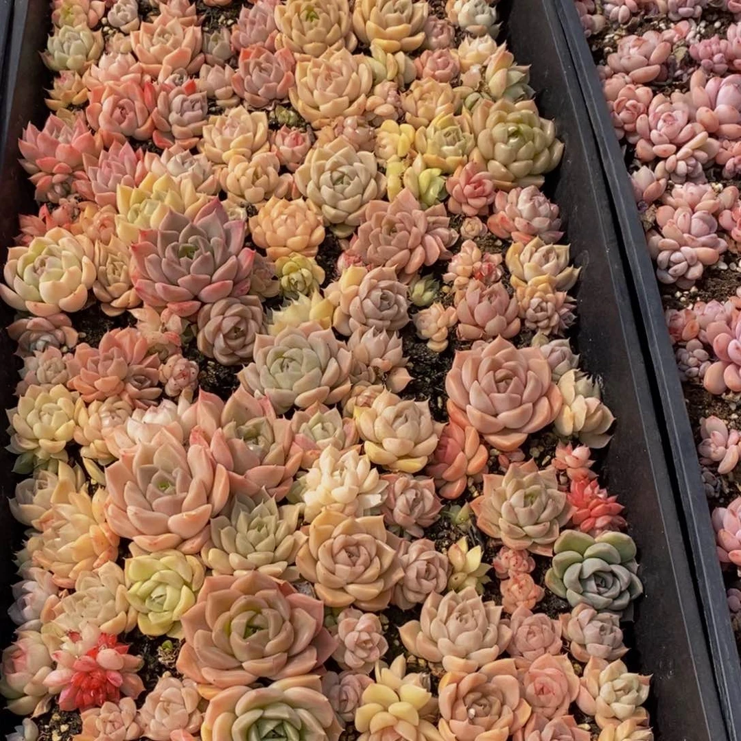 美**坊799多肉植物保护研究所所长助理