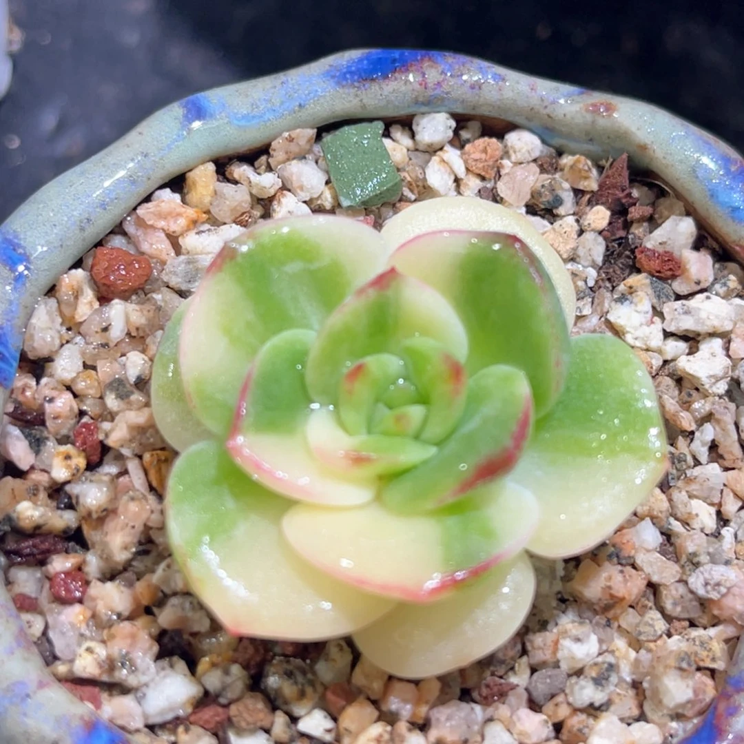 多肉特价三文鱼头盖