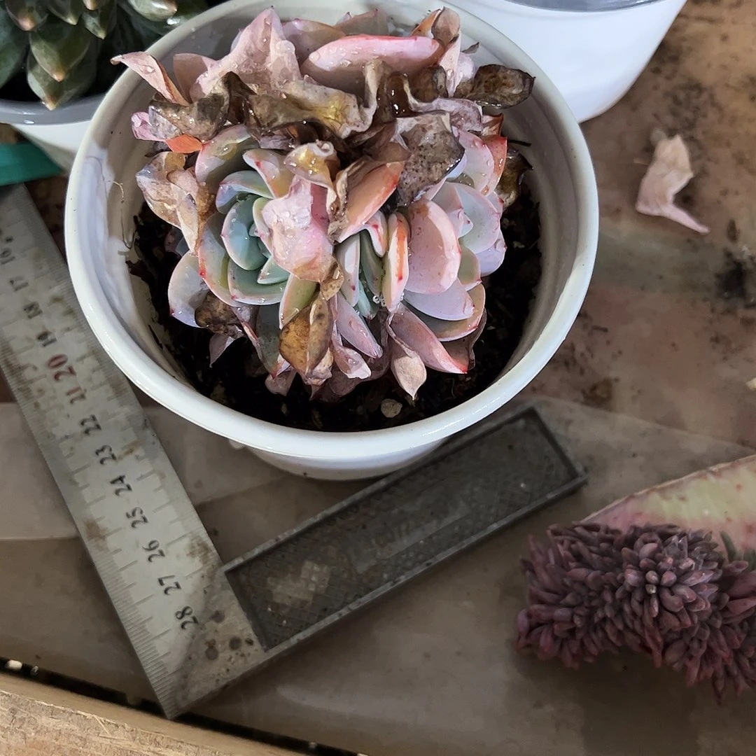 雨****布鲁兰群多肉植物