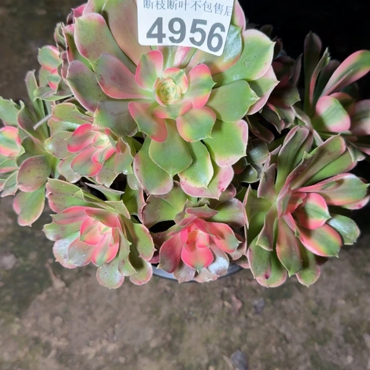 4956香妃不包断枝