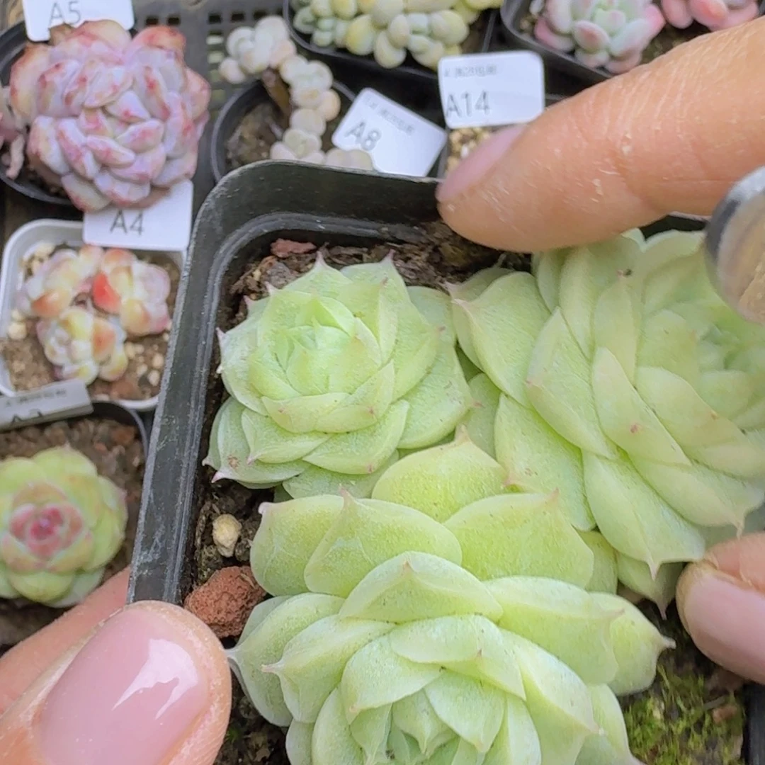 不包整白玉麦秆一颗