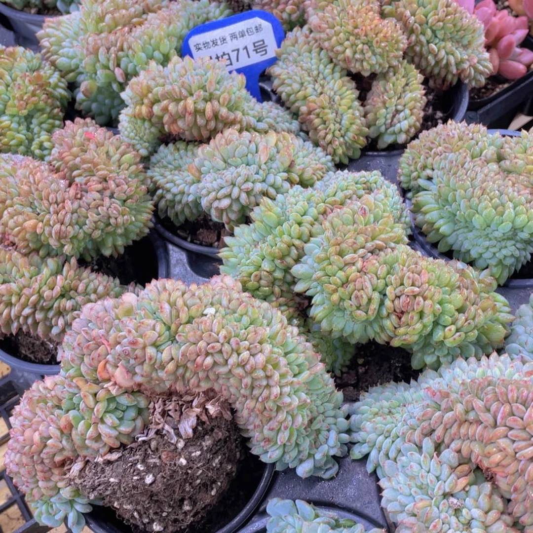 量拍71号 带板子白胖子缀化一个
