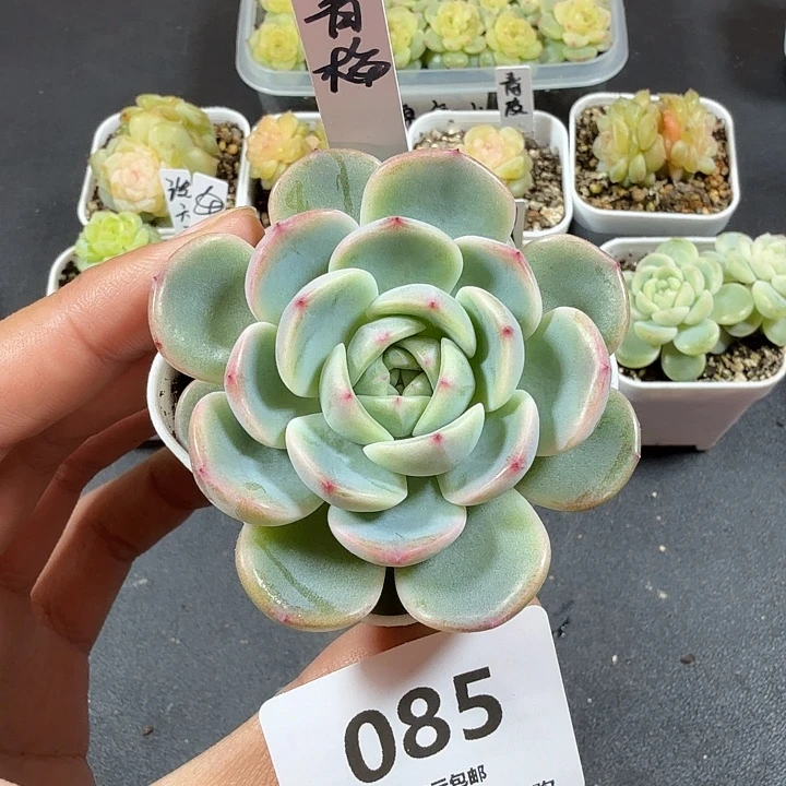 甜心青梅一物一拍085