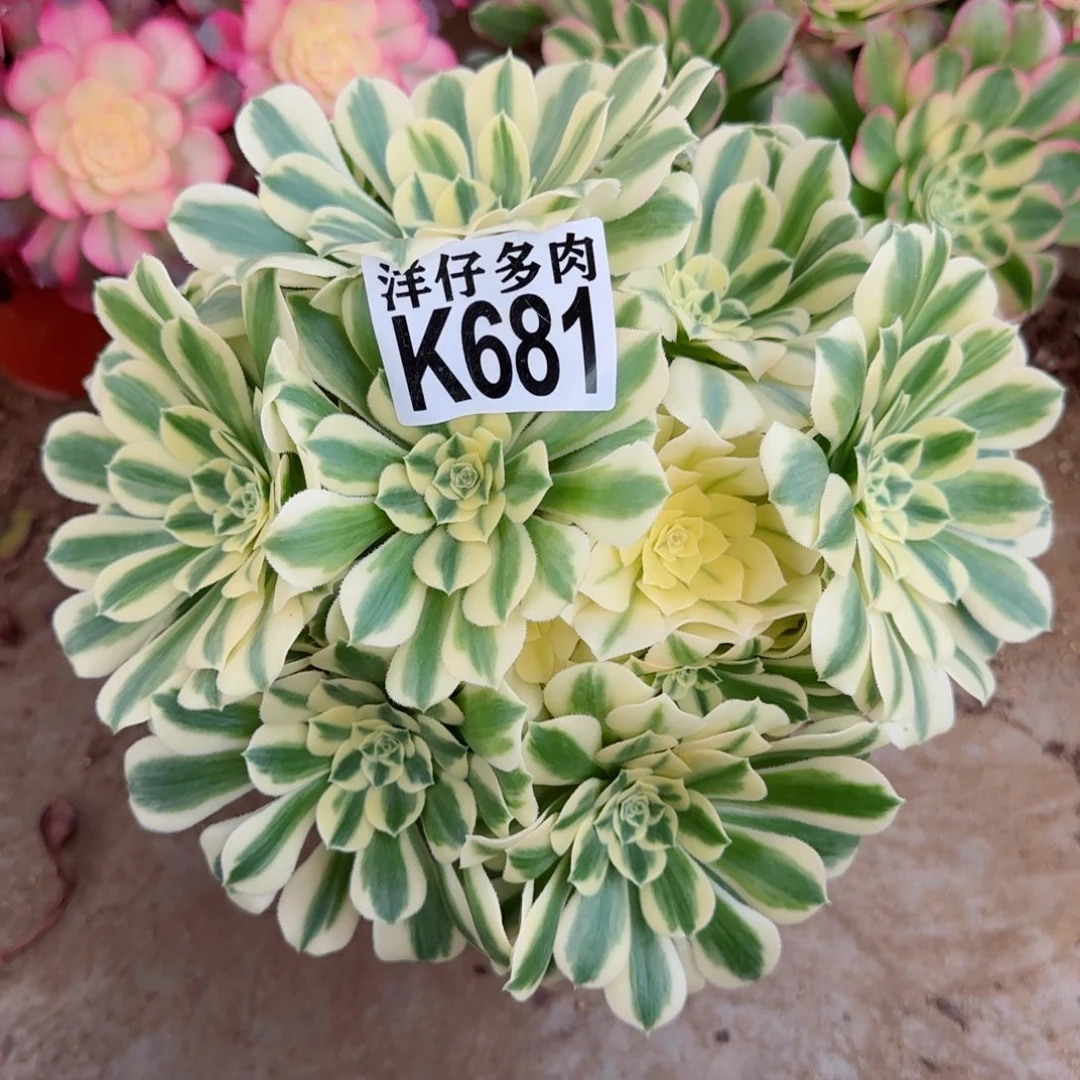 681迈巴赫法师园艺官服20左右