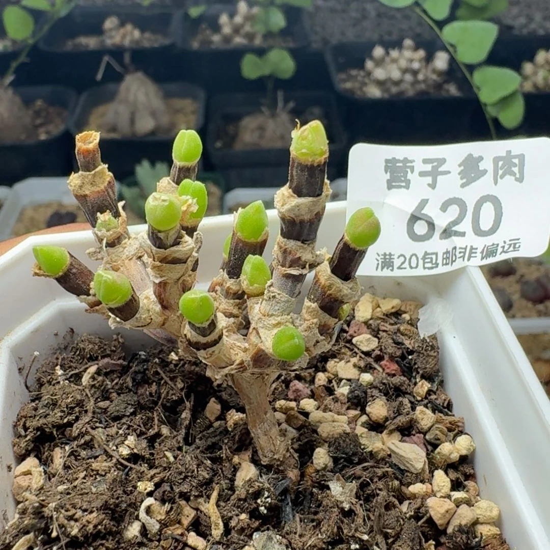 福利带盆土短耳土兔。