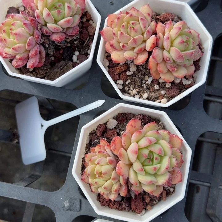 玫瑰莲双头2颗量拍多肉满20包邮初7发