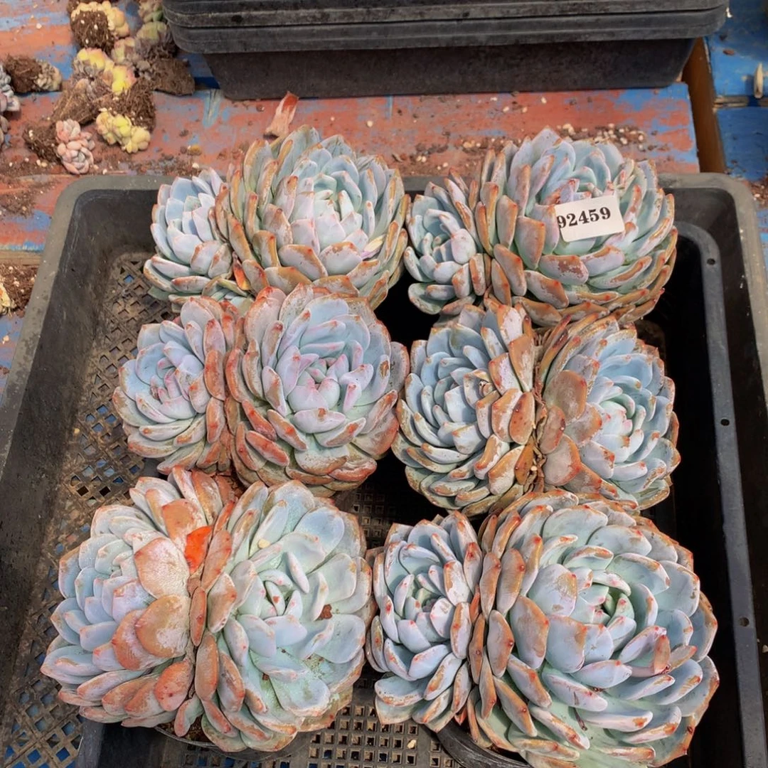 92459六个嗯嗯嗯嗯嗯嗯好喜欢
