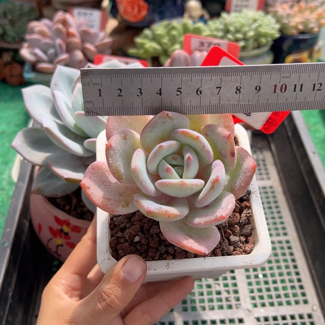 表妹精品多肉植物560.
