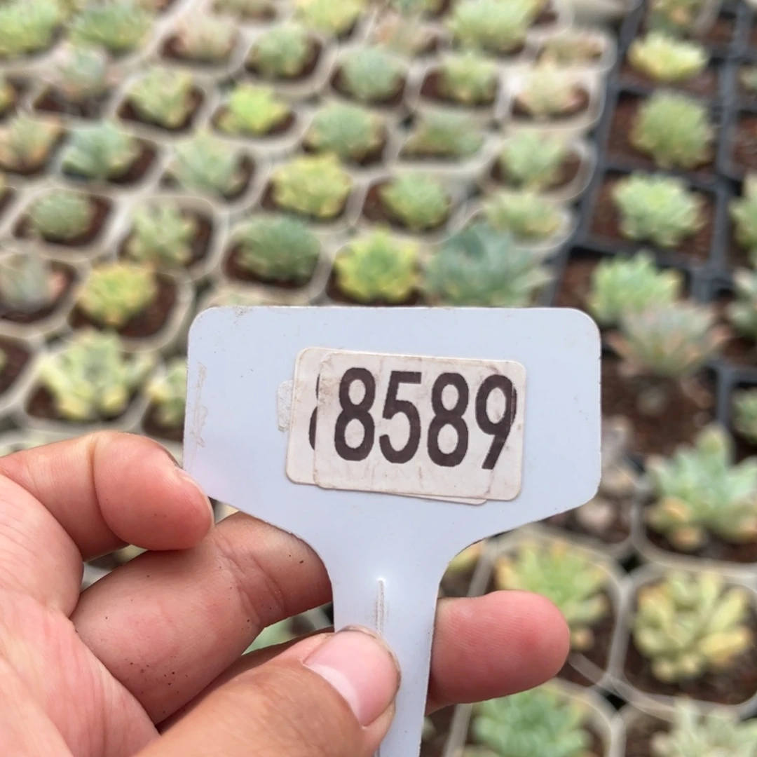 【闪购商品】P8589。  11111111