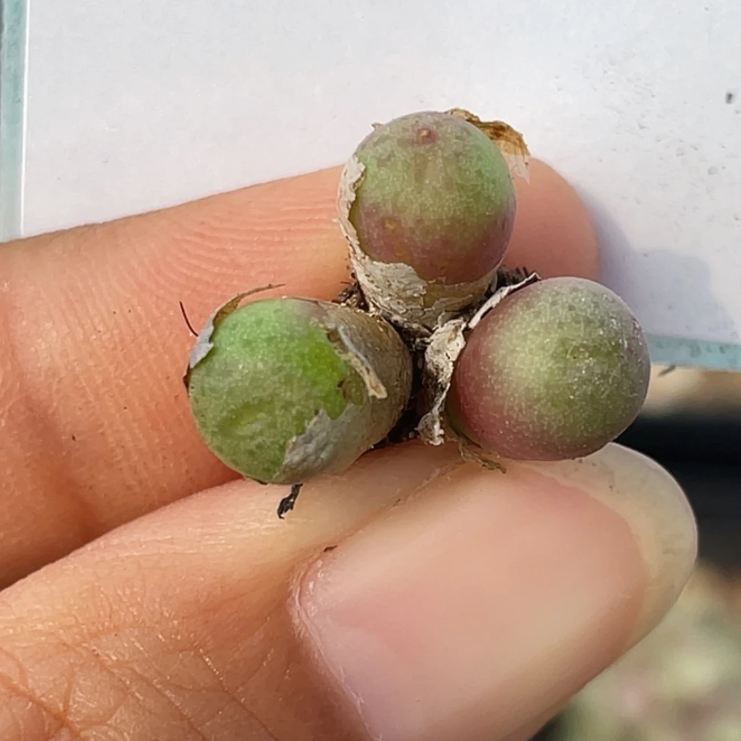 24-18皮姆多肉植物