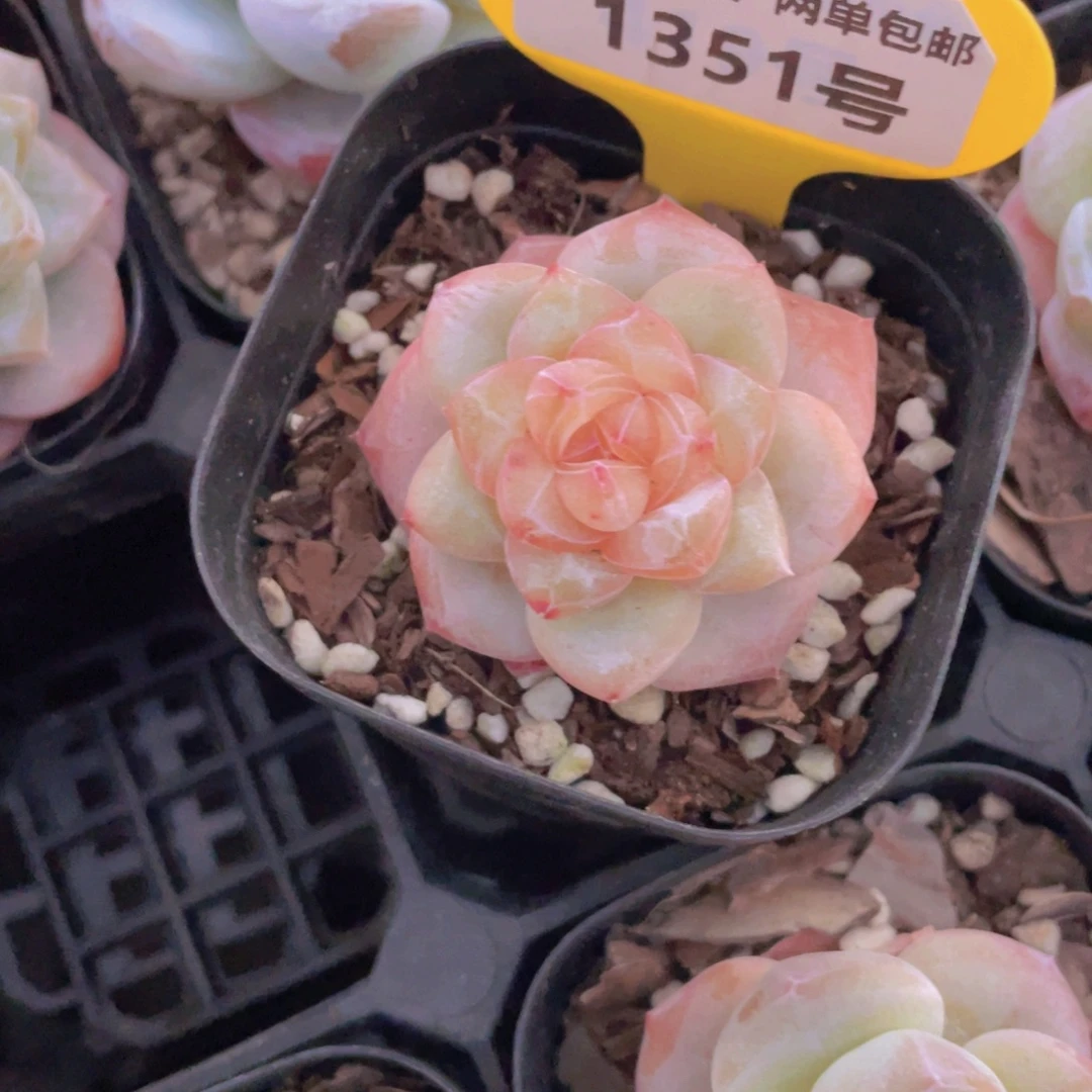 1351号 孤品糖心大白兔