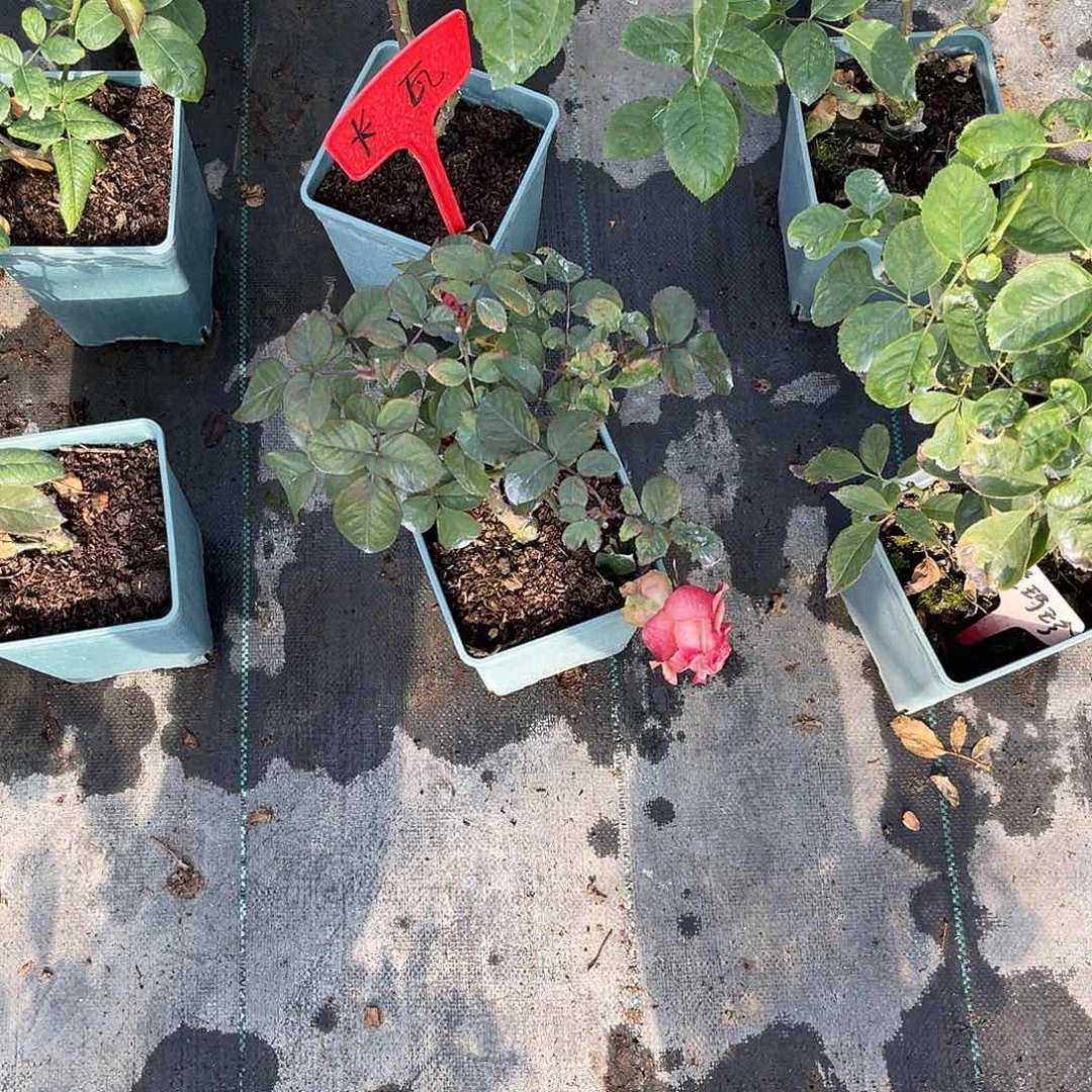 竹***旺无花朵——-卡瓦 福利款