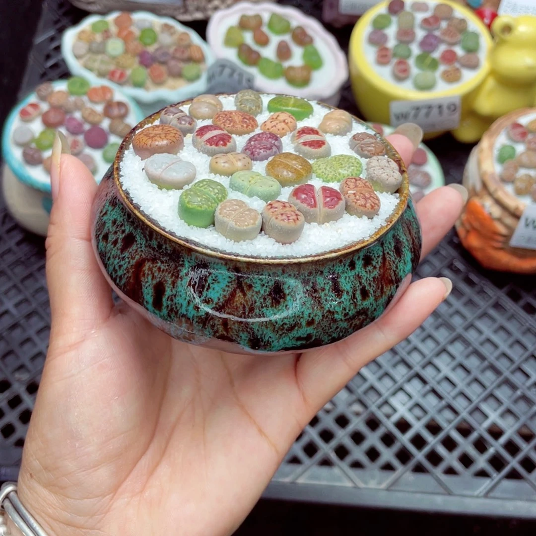 w7723 带盆土发货一物一拍