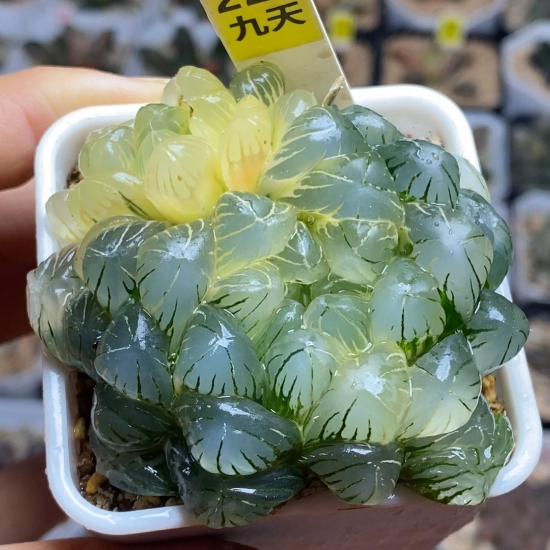 225号实生湖水多肉