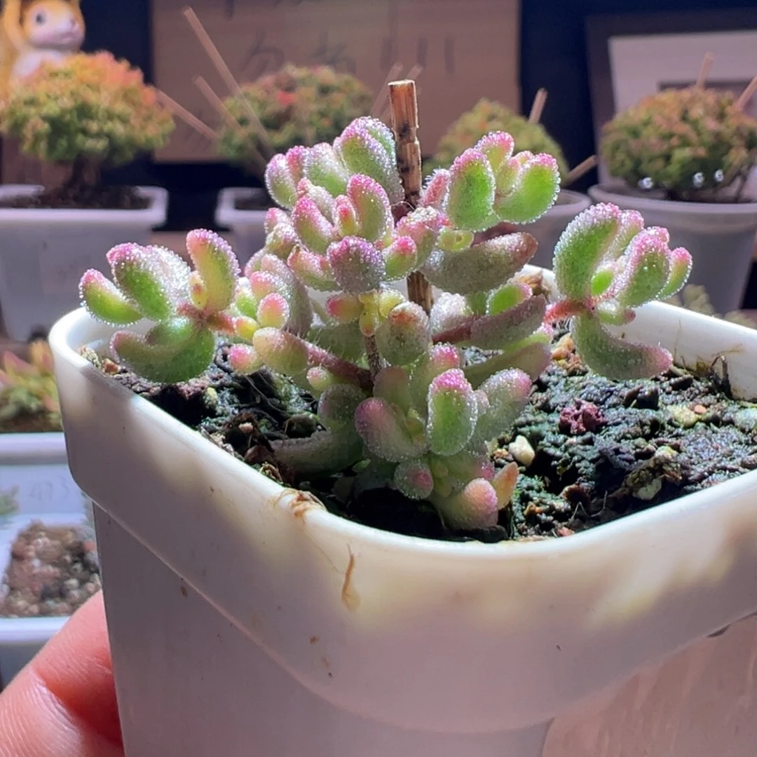 80红宝石锦一物一拍包开箱