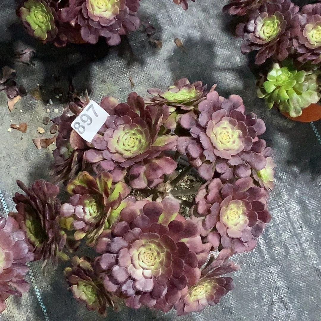 897黑暗萝莉丛林冠服30公分