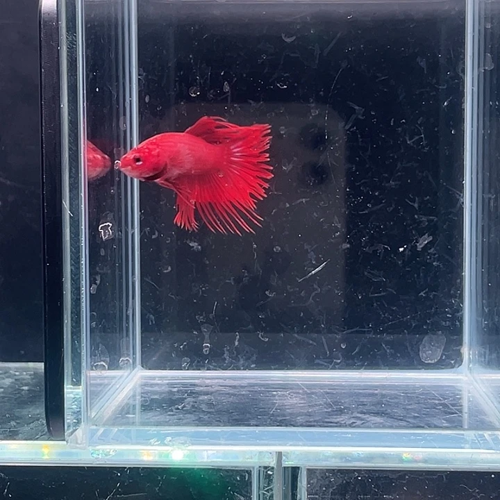 斗鱼活体不退不换 谢谢