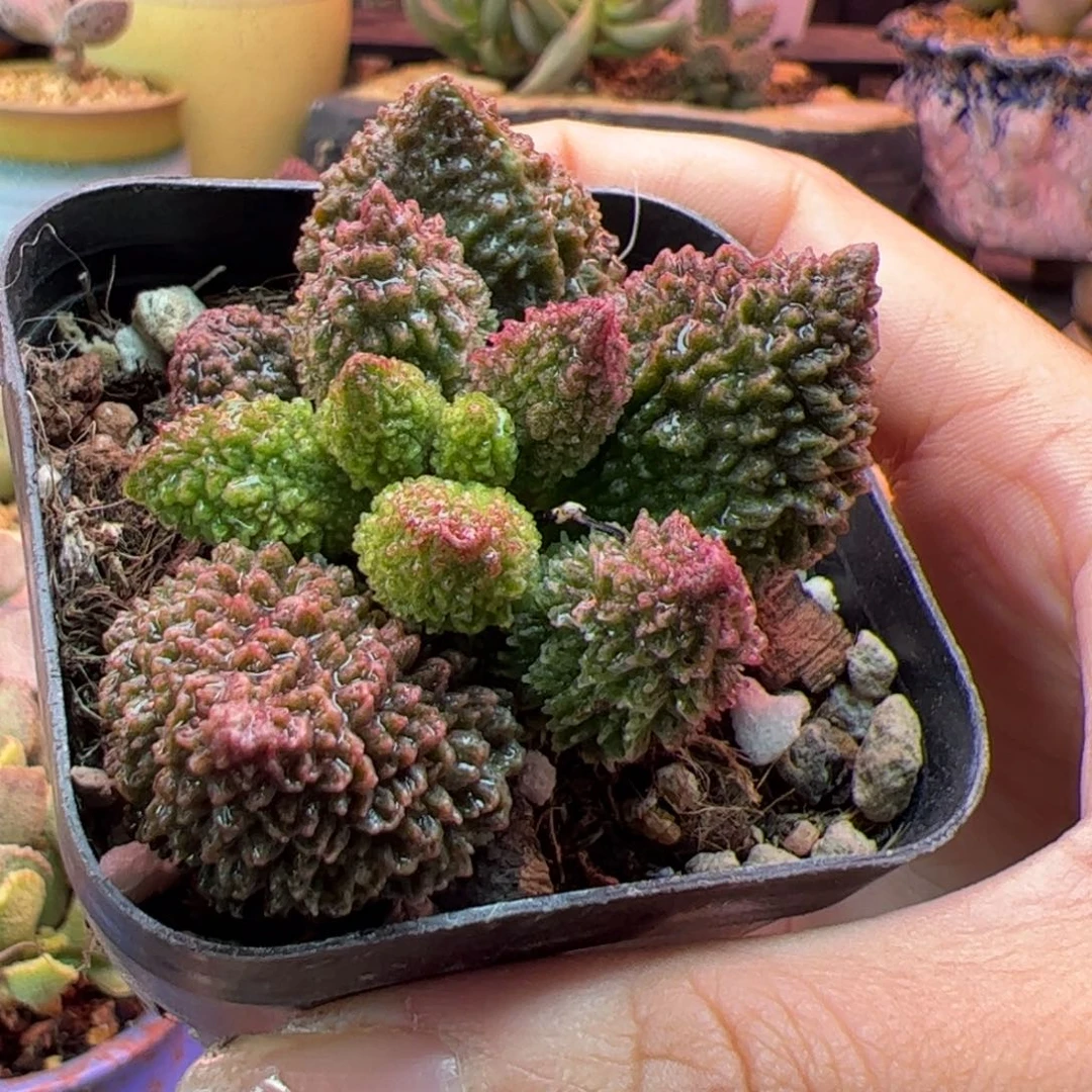 姗***瘩你的生活就是我自己