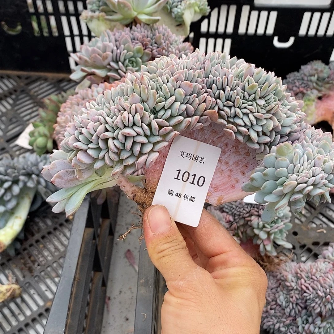 海棠花缀化多肉多肉1010