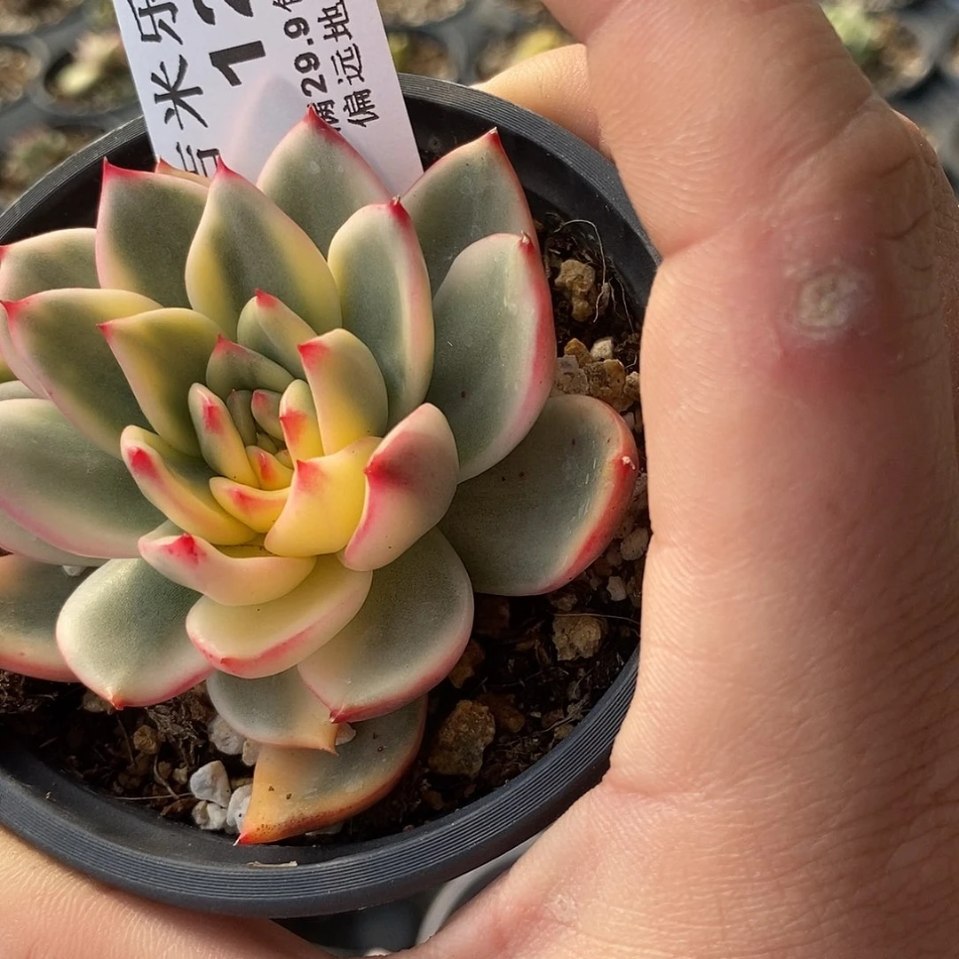 1249蔚蓝乌木锦多肉植物哇啦塞