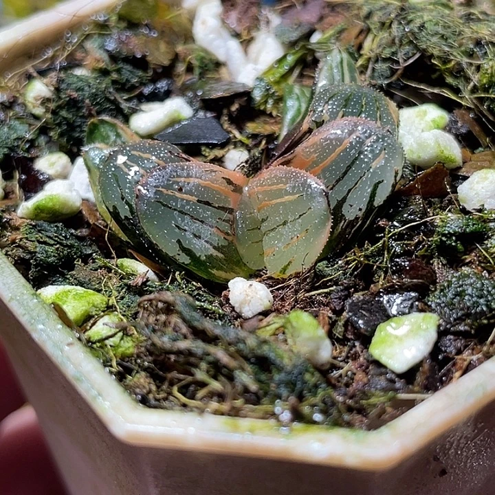 779夜想锦特选福利