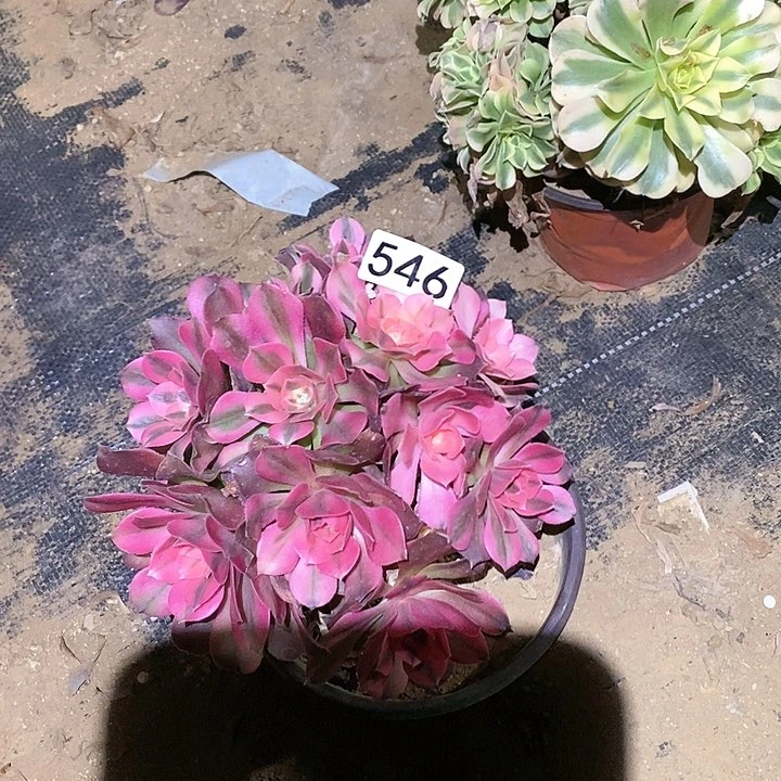 多肉植物法师546香妃