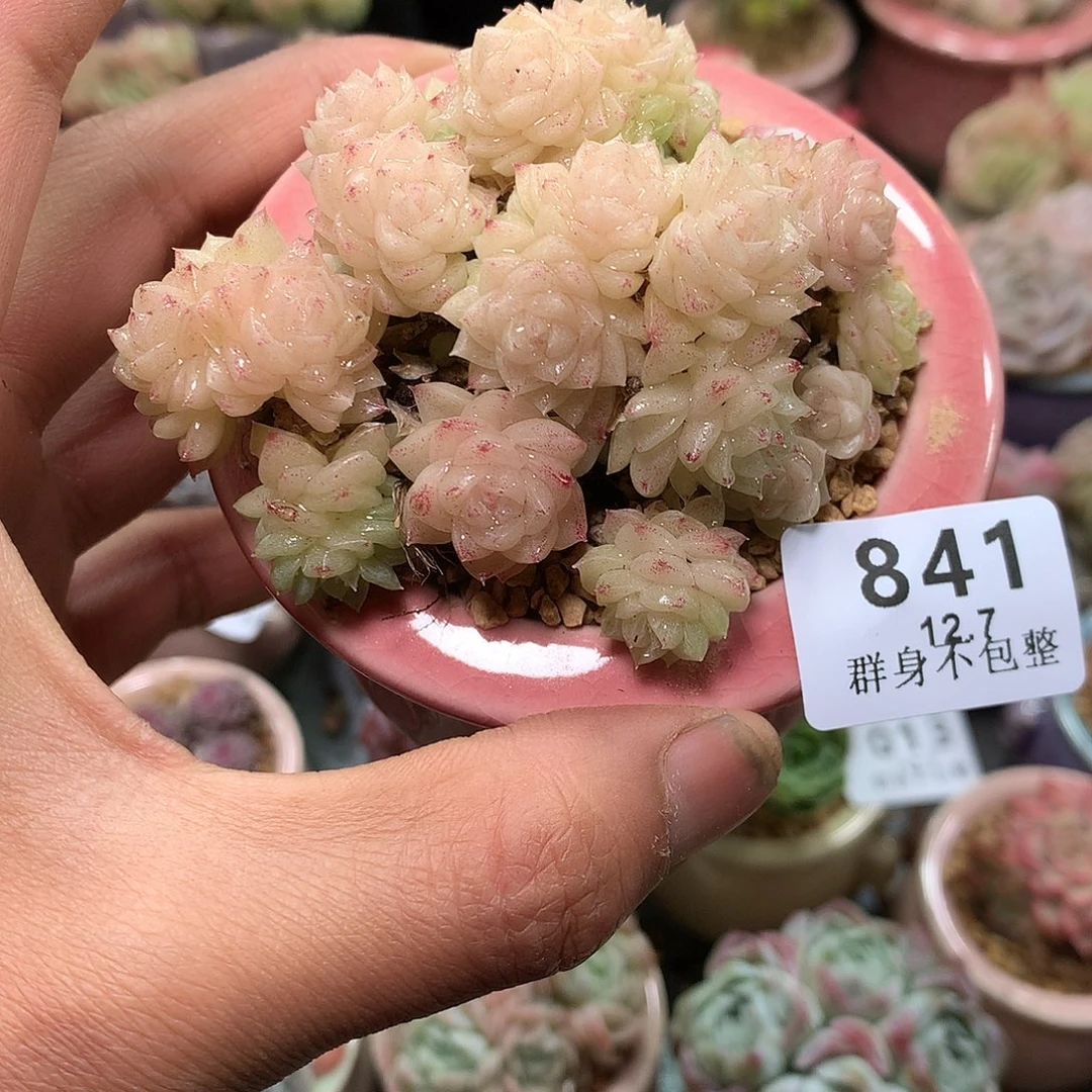 精控拇指盆12.7841