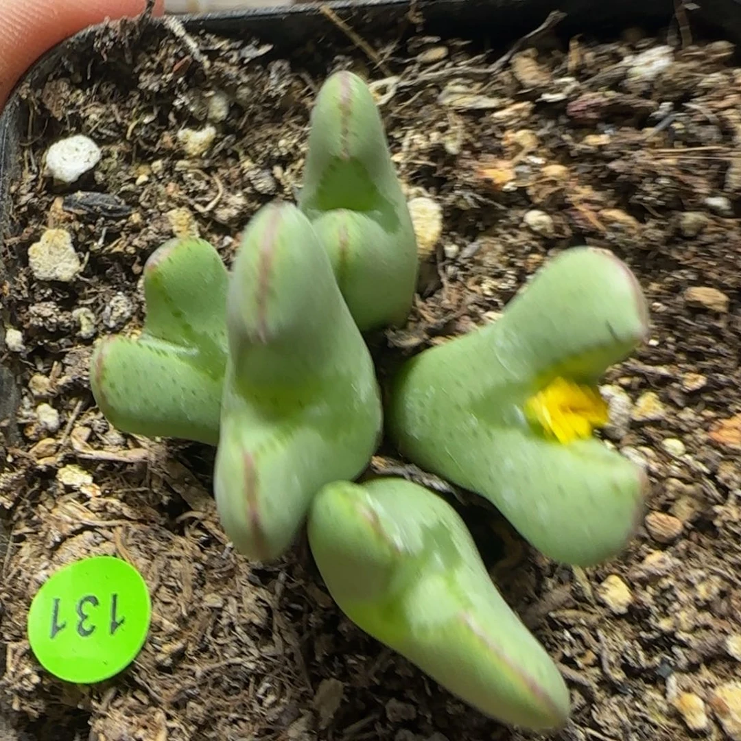 漂漂亮亮多肉植物131