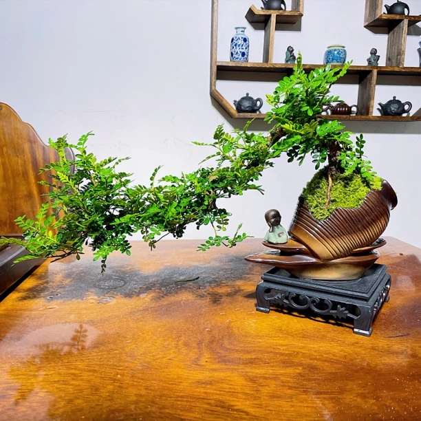 【祥云聚财盆】飘枝造型清香木鲜活室内客厅办公室四季好养淡淡清香