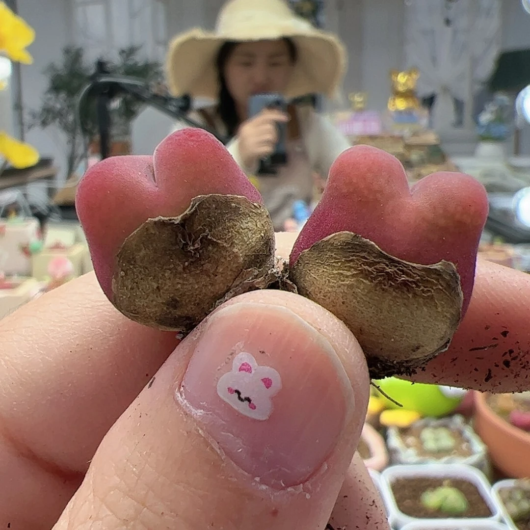 【闪购商品】167 水蜜桃