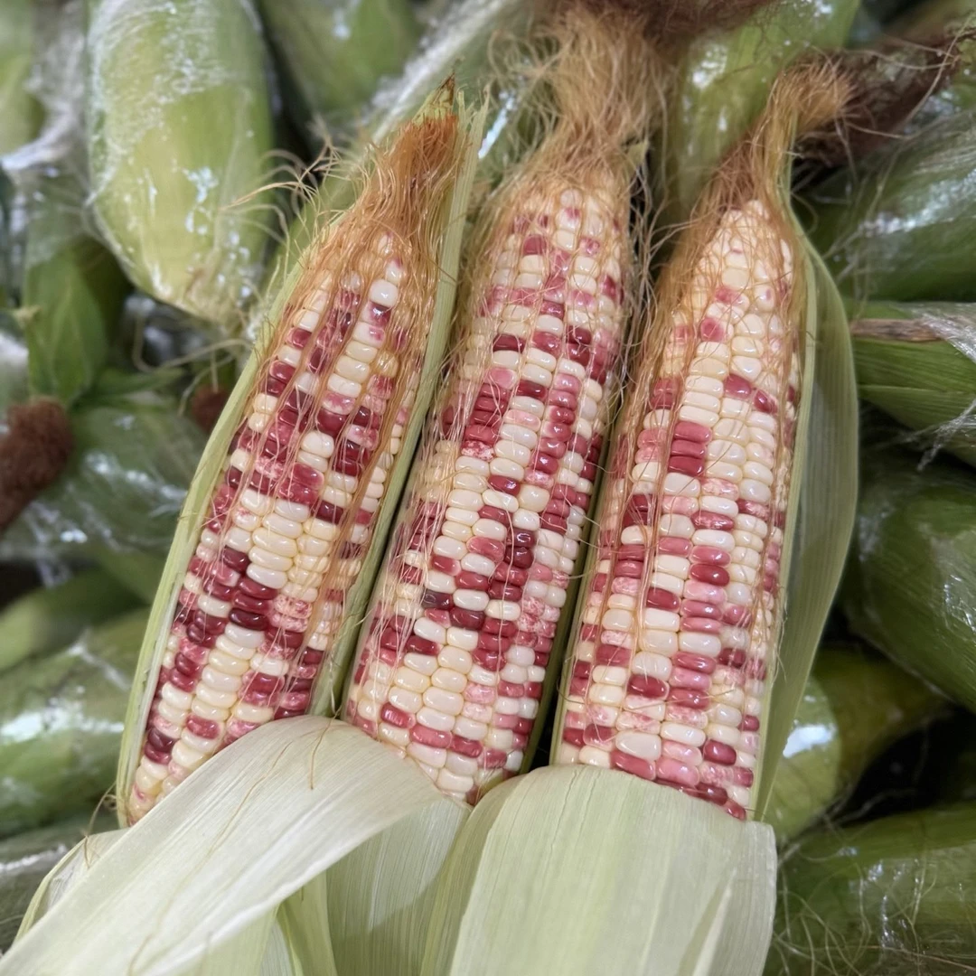 【花糯玉米】现摘花糯玉米,代餐身材管理辅食新鲜玉米河北省