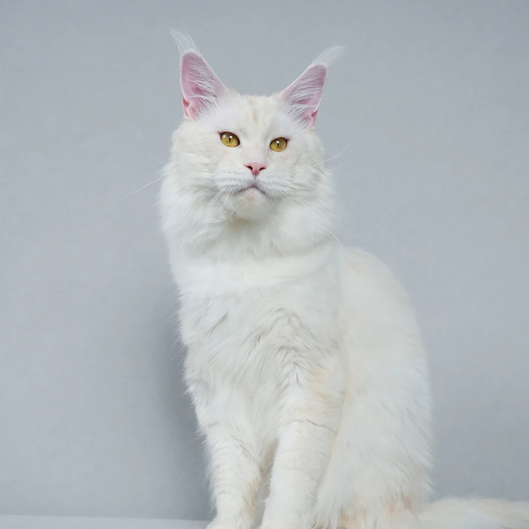 昆明山屿海缅因猫舍猫咪活体通用定金链接