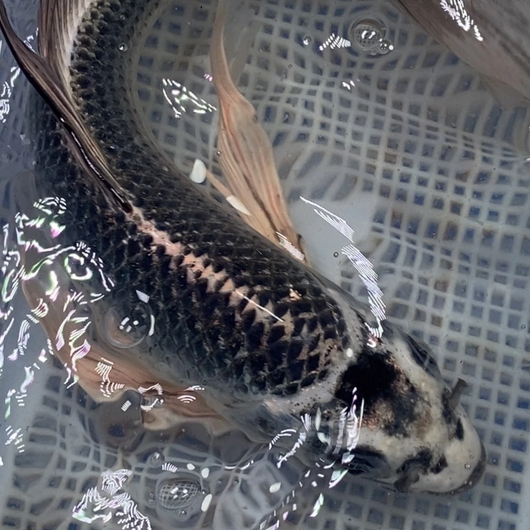 锦鲤锦鲤包邮冷水