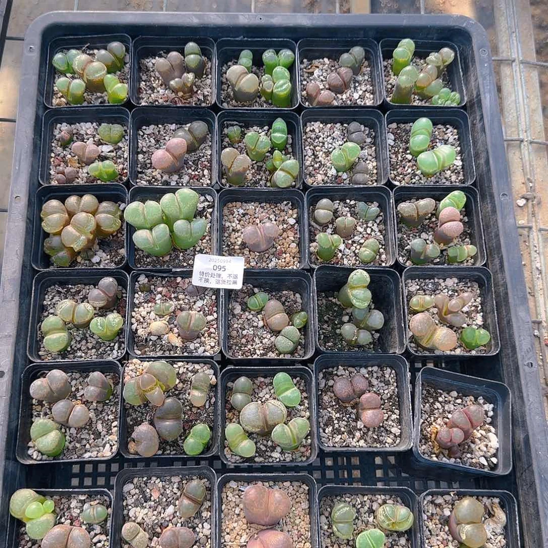 睡***.095号，清，清，专拍