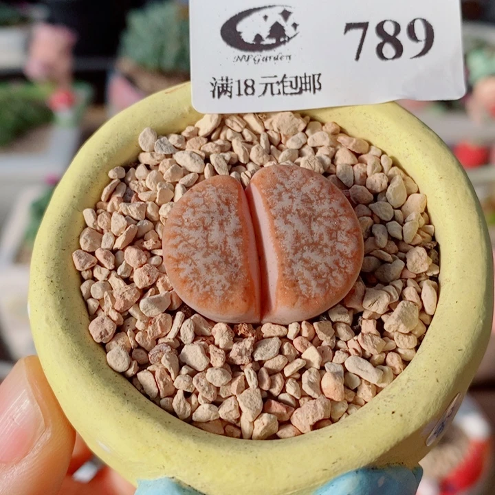 生石花花花花花花花789