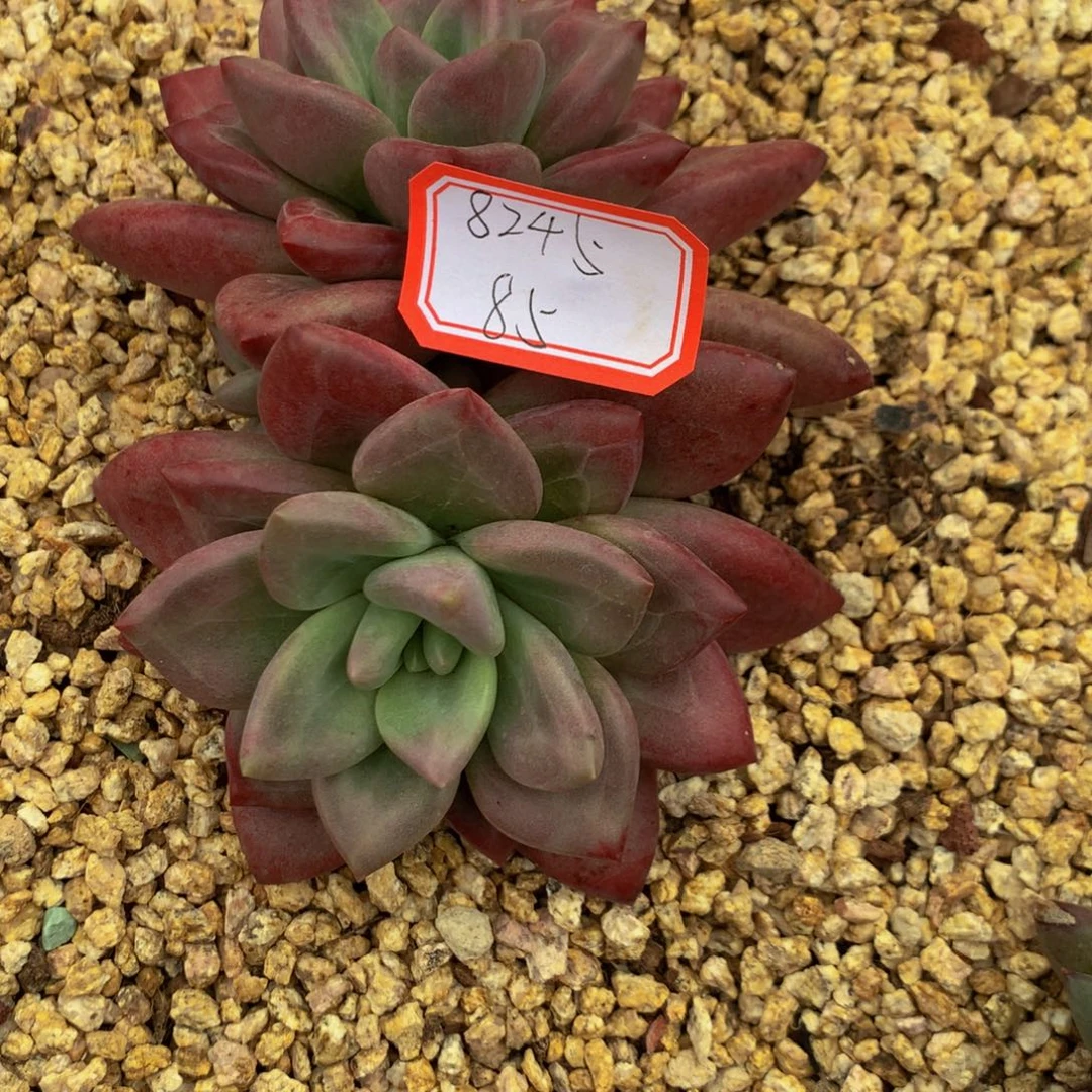 用***5赫菲斯托11111111111111