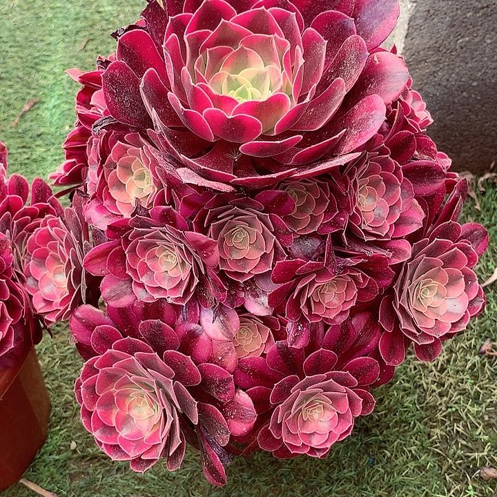 净***话美杜莎，多肉植物的