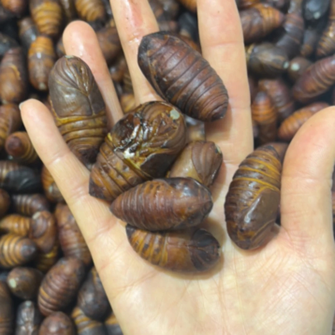 蚕蛹，2斤一份，活的火锅食材