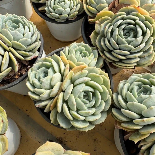 劳林三头自然群无砍12-14cm带暗纹好养新手入门多肉精品控养