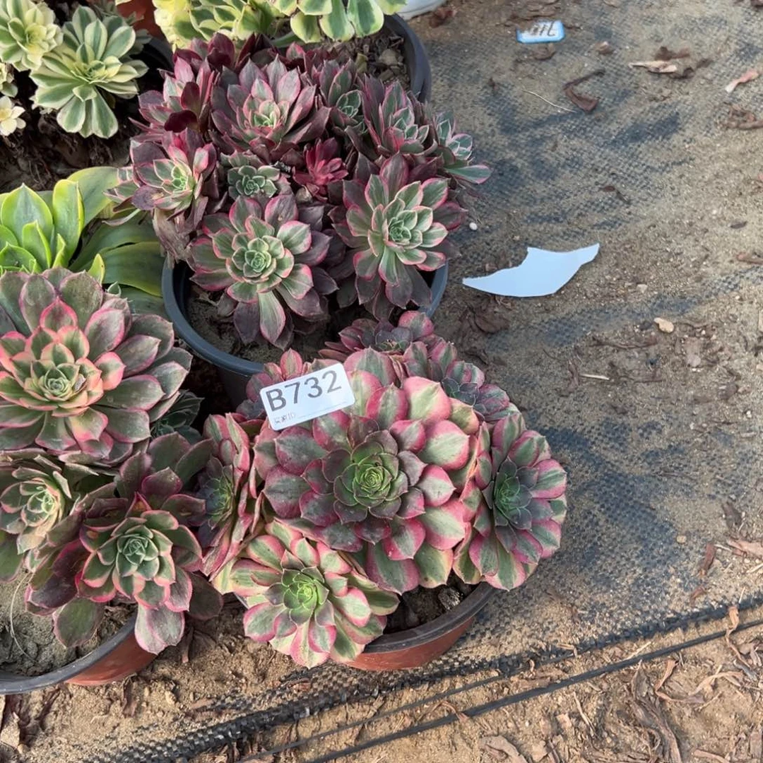 阿***悦732六颗组合多肉植物