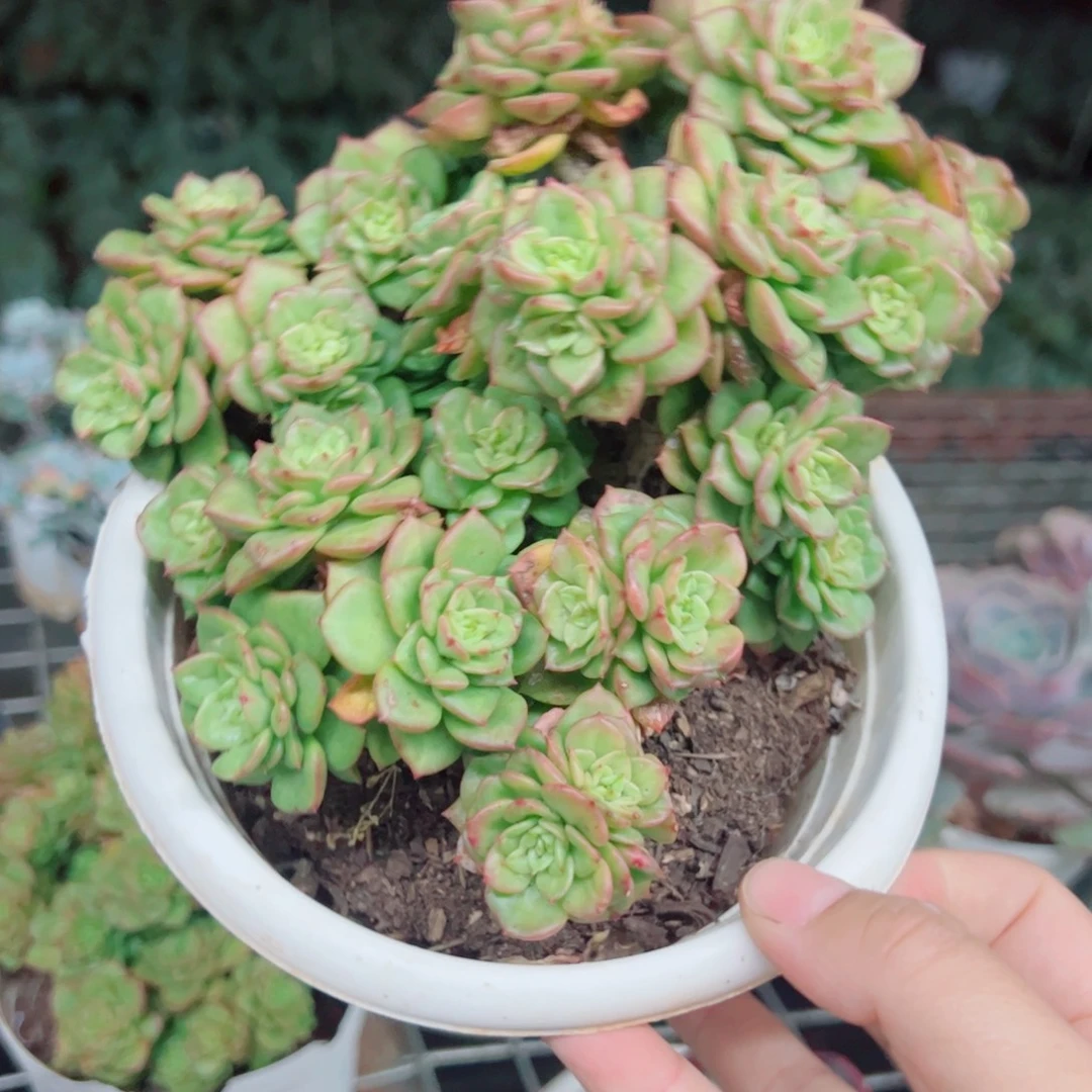蜡牡丹多头群生老桩
