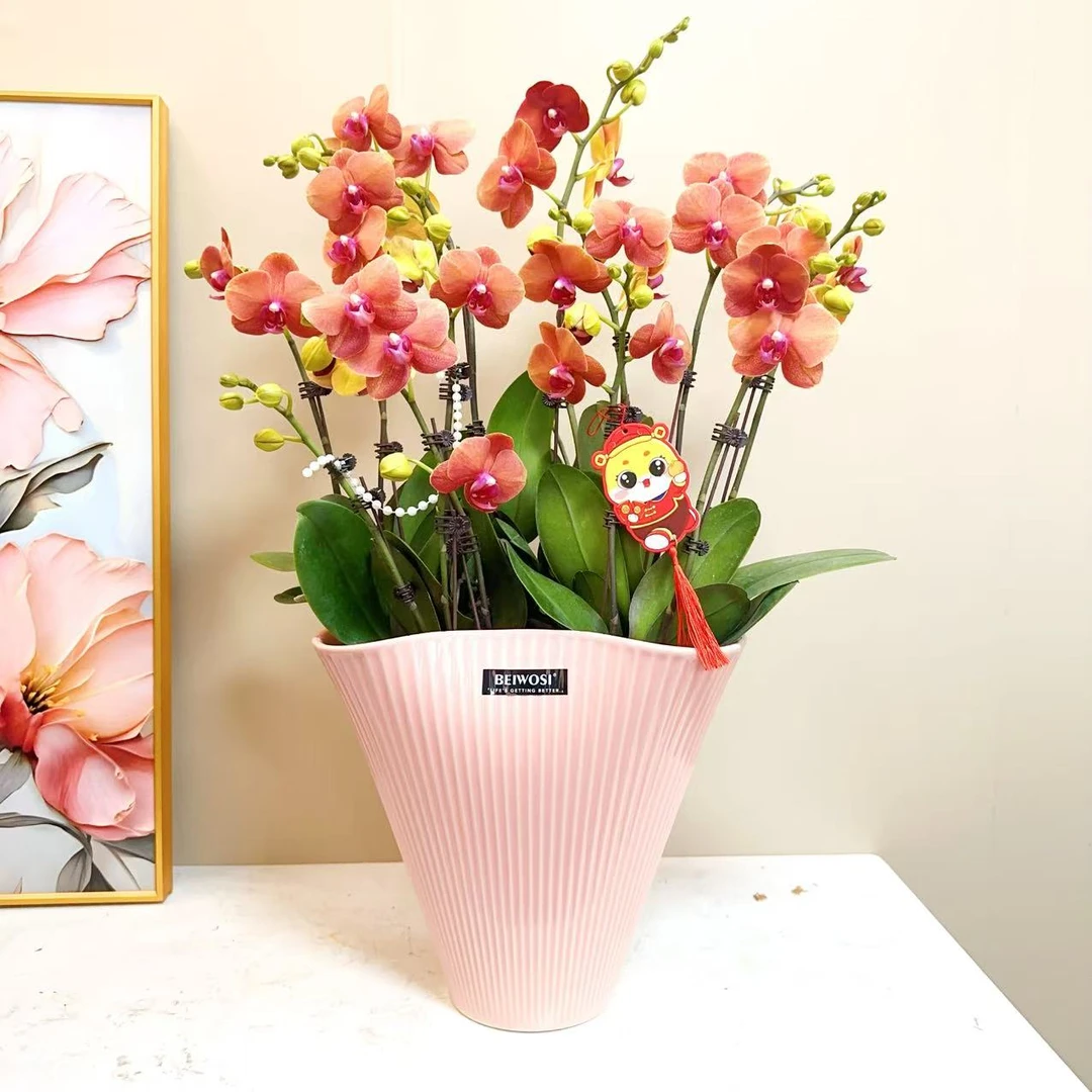 A+级【金桔】精品 蝴蝶 兰