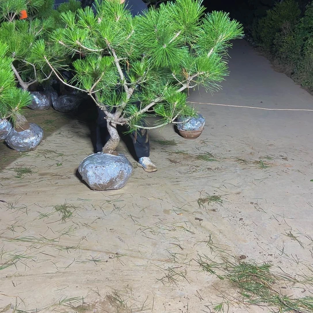 无花朵唯*美88888888888888