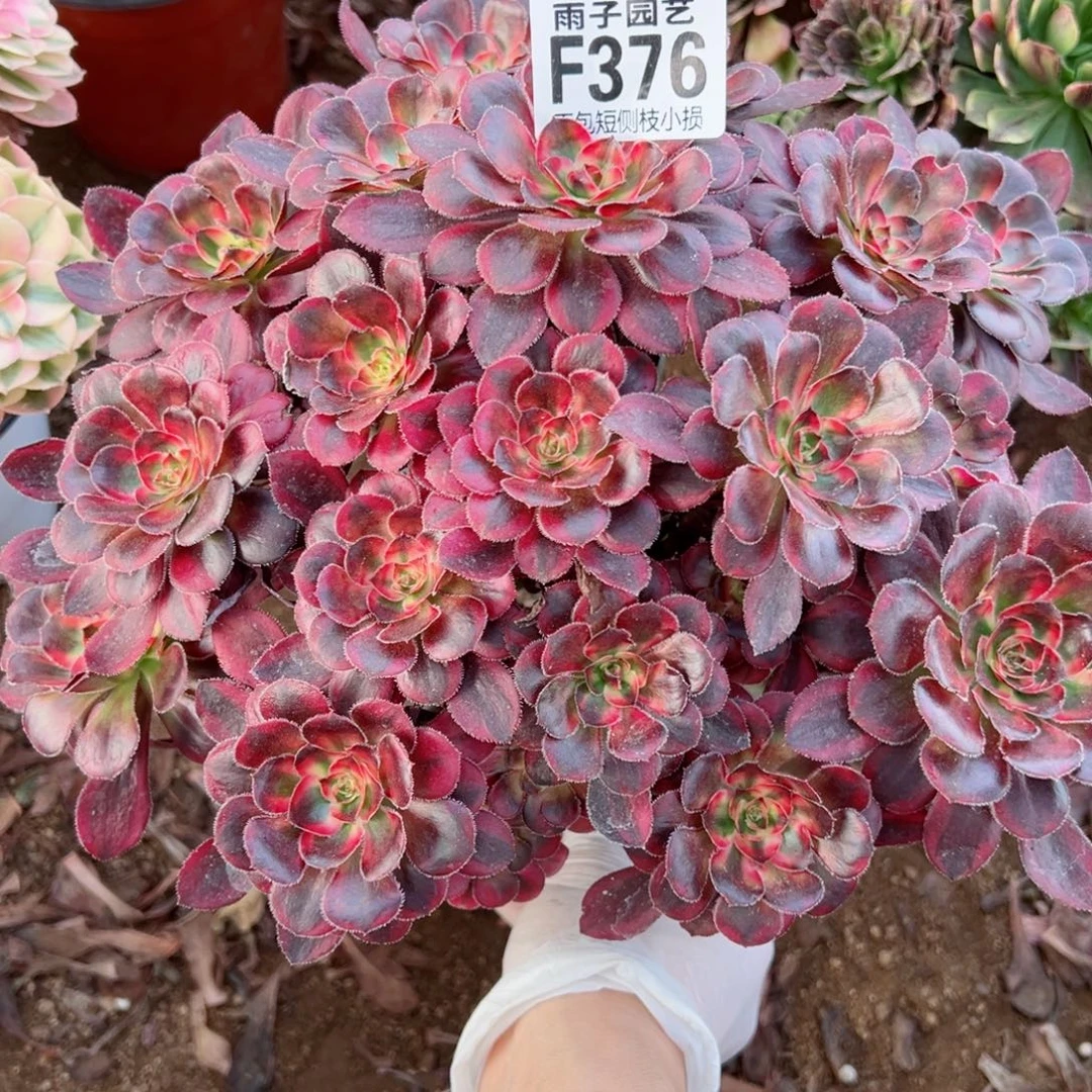 376丽娜尺寸23左右