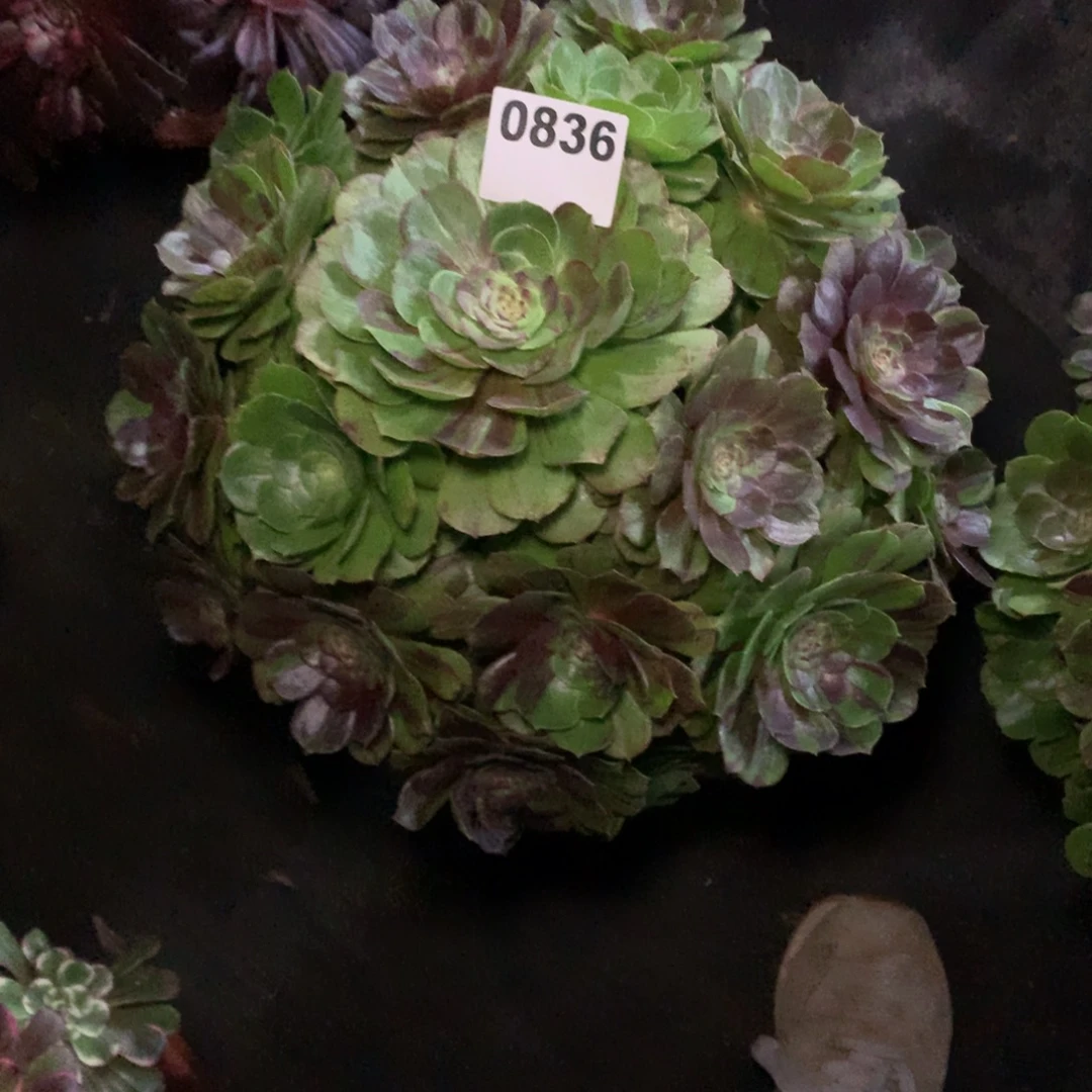 独***影花月夜836法师多肉植物400000